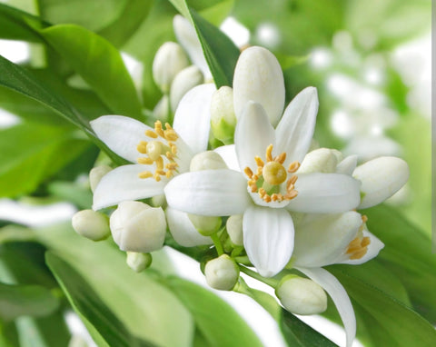 Neroli