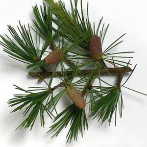 Cedarwood (Virgina Blood)