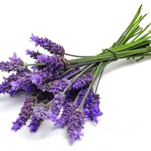 Lavender (Bulgarian, wild, high altitude)