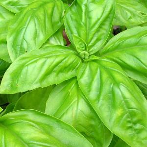Basil, sweet