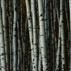 Birch