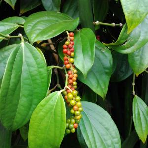 Black Pepper