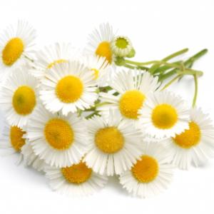 Roman Chamomile