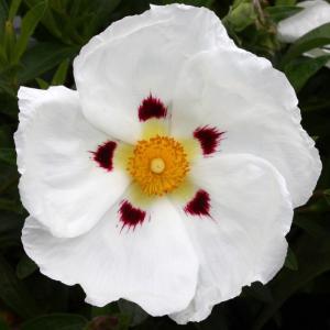 Cistus