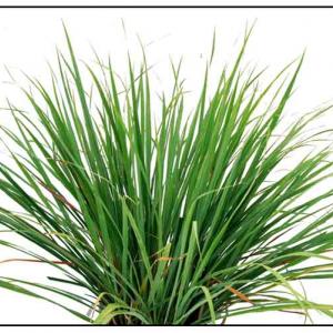 Citronella – Alma Naturals Idaho