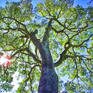 Copaiba Balsam