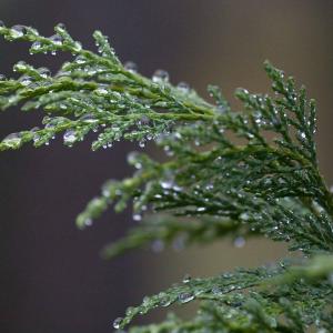 Cypress