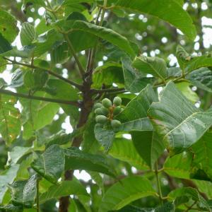 Elemi
