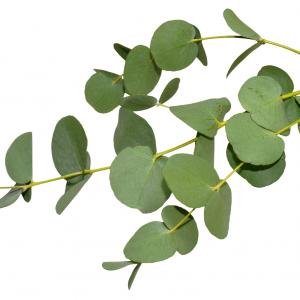Eucalyptus Lemon