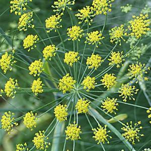 Fennel, sweet