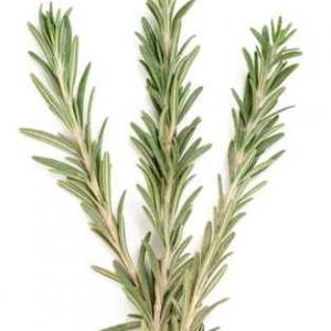 Rosemary verbenone