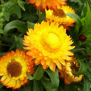 Helichrysum