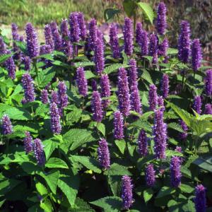 Hyssop