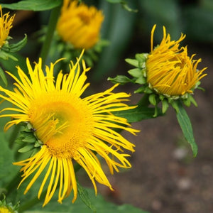 Inula