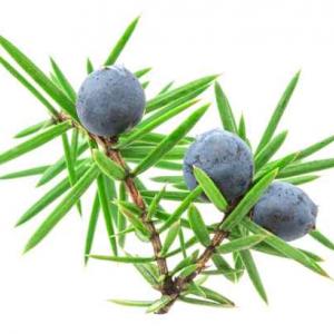 Juniper Berry