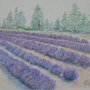 spike lavender seeds Lavender, Spike – Alma Naturals Idaho