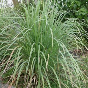 Lemongrass