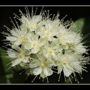 Lemon Myrtle