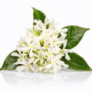 Neroli