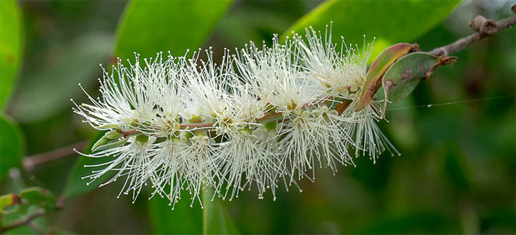 Niaouli