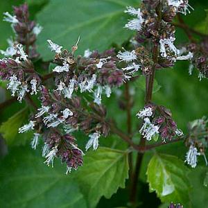 Patchouli Essential Oil: Not Just for Hippies! – Earthroma