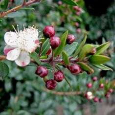 Red Myrtle