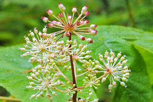 Spikenard, green