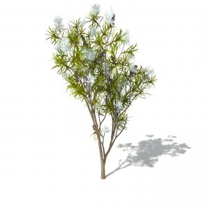 Tea Tree (melaleuca)