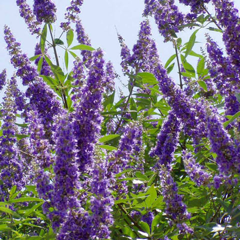 Vitex (chaste berry)
