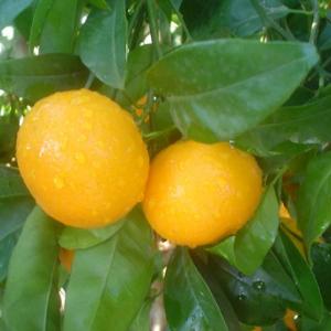 Mandarin (Yellow)