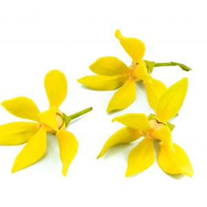 Ylang Ylang 1